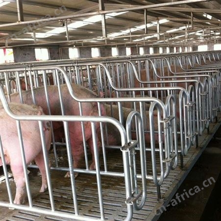 母猪定位栏  性能稳定 复合定位栏 厂家供应 母猪限位栏