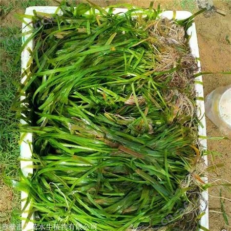 莘荷水生 刺苦草 矮型苦草 绿化工程