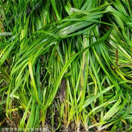 莘荷水生 矮生刺苦草 矮型苦草 园林绿植