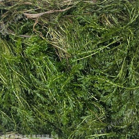 轮叶黑藻_莘荷高质量轮叶黑藻直销_轮叶黑藻厂家