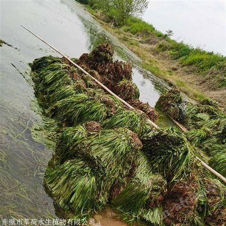 苦草 优质苦草批发 水生植物生产厂家