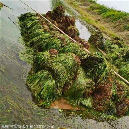莘荷水生 苦草厂家 沉水植物 苗木种植基地
