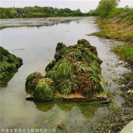 莘荷水生 耐寒苦草 苦草供应商 苗木种植基地