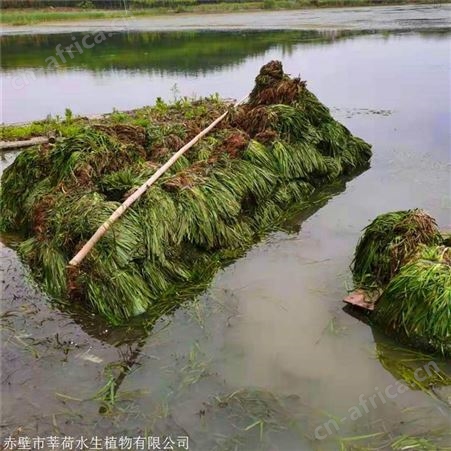 莘荷水生 常绿苦草 矮生刺苦草 绿化工程