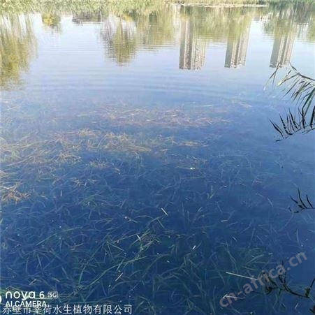 莘荷水生 耐寒苦草 苦草供应商 苗木种植基地