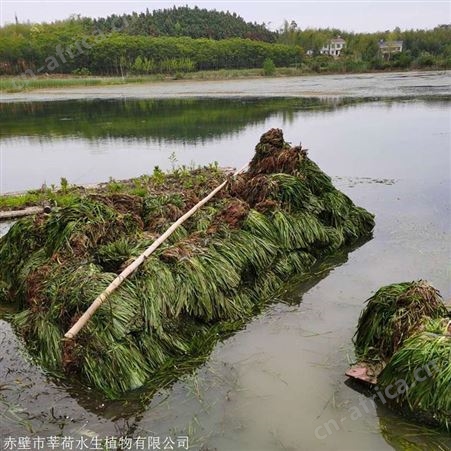 苦草 苦草批发 苦草生产厂家 沉水植物