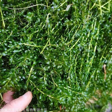 轮叶黑藻_莘荷高质量轮叶黑藻直销_轮叶黑藻厂家
