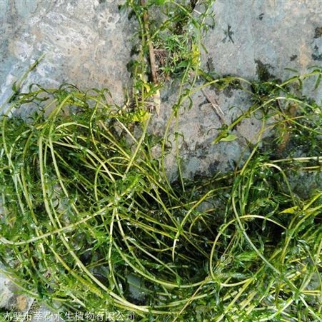 伊乐藻 优质水生植物伊乐藻 直销