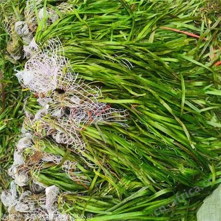 莘荷水生 苦草供应商 矮生刺苦草 经销供应