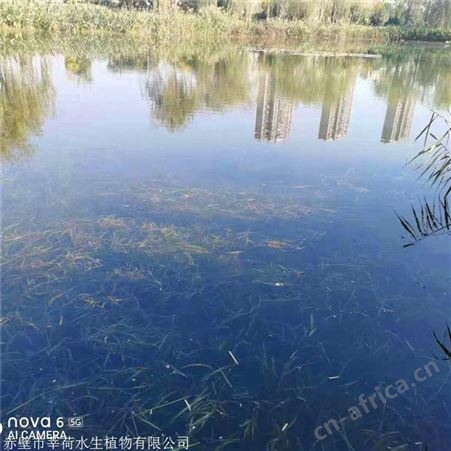 莘荷水生 刺苦草 矮型苦草 绿化工程