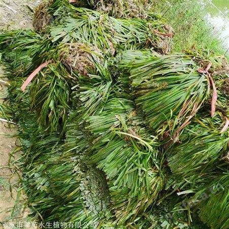苦草 优质苦草批发 水生植物生产厂家