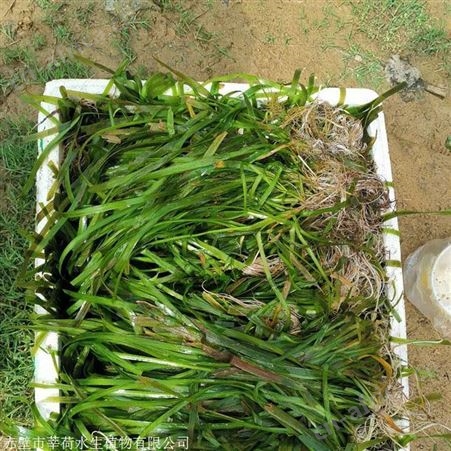 河道治理沉水植物苦草供应商  苦草直销商