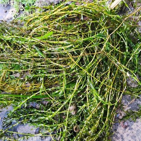 伊乐藻 优质水生植物伊乐藻 直销