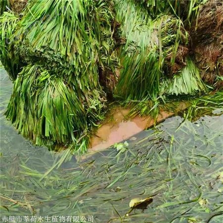 莘荷水生 常绿苦草 矮生刺苦草 绿化工程