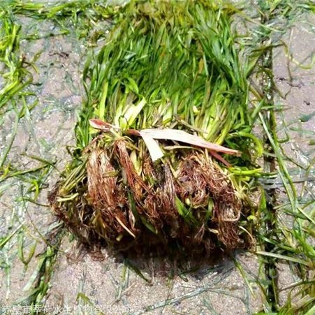 莘荷水生 刺苦草 矮型苦草 绿化工程