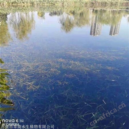 莘荷水生 刺苦草 矮型苦草 绿化工程