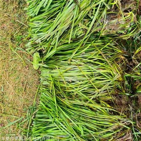 莘荷水生 耐寒苦草种子批发 常绿苦草 基地直供