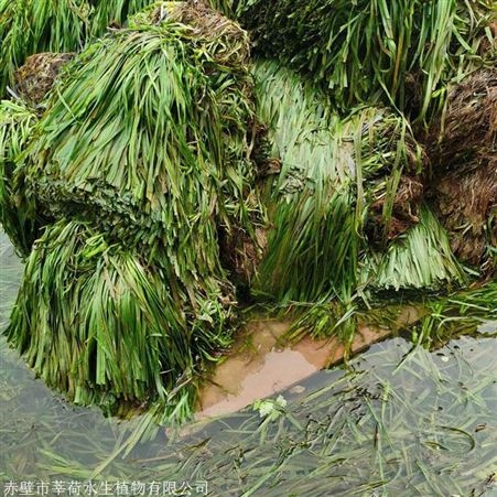 高质量苦草供应商  水生植物