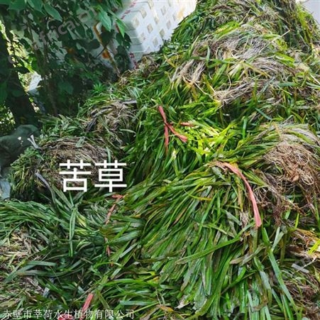 赤壁市苦草供应商  苦草报价