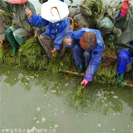 莘荷水生 四季矮生苦草 耐寒苦草价格低 基地直供