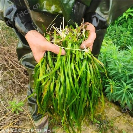 莘荷水生 苦草供应商 苦草 经销供应