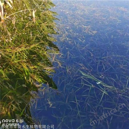 莘荷水生 沉水植物 耐寒苦草种子批发 绿化工程