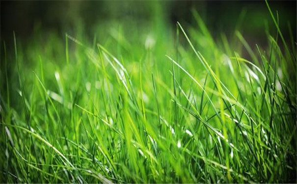 土壤养分测试仪