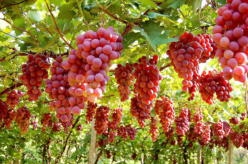 土壤养分检测仪